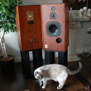 Harbeth Super HL5 Rosewood + CAT !